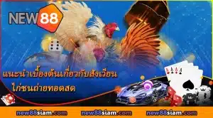 ศึกไก่ชนถ่ายทอดสดสุดเร้าใจ ส่งตรงจากสนามจริง ผ่าน NEW88